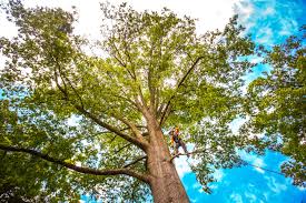Best Root Management and Removal  in Elwood, IN