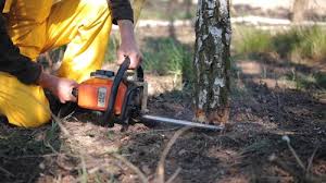 Best Fruit Tree Pruning  in Elwood, IN