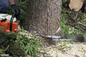 Best Tree Risk Assessment  in Elwood, IN