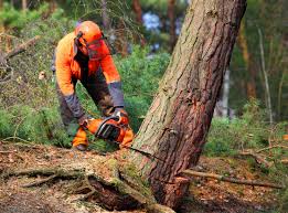 Best Seasonal Cleanup (Spring/Fall)  in Elwood, IN