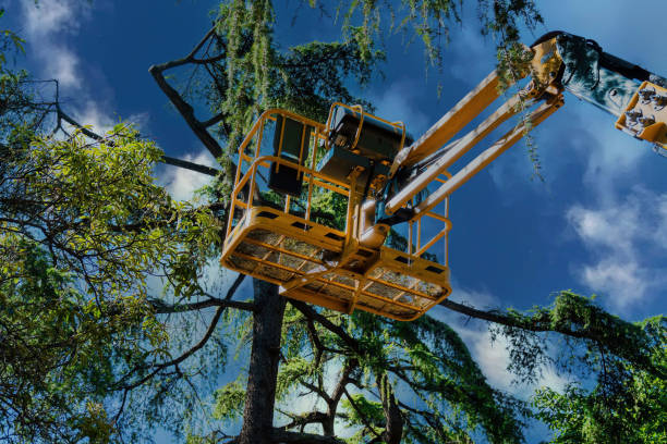 Best Tree Cabling and Bracing  in Elwood, IN