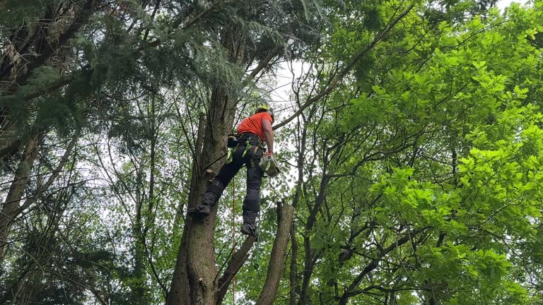 Best Hazardous Tree Removal  in Elwood, IN
