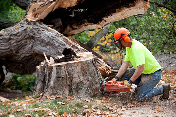 Best Tree Disease Treatment  in Elwood, IN